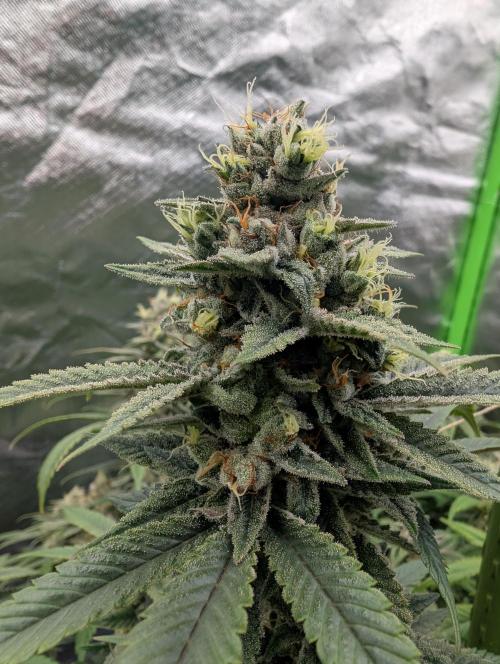 here we go again. Week 10