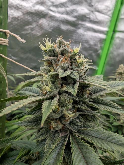 here we go again. Week 10