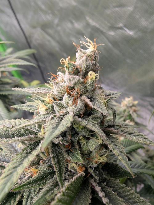 here we go again. Week 10