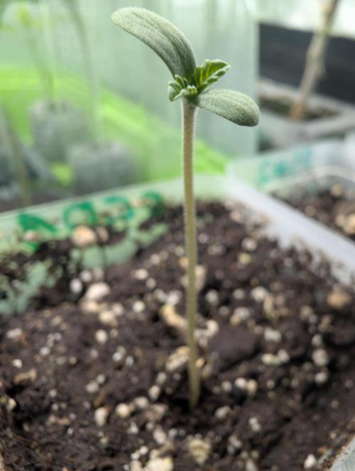 raisin. Week 0 - 02/20