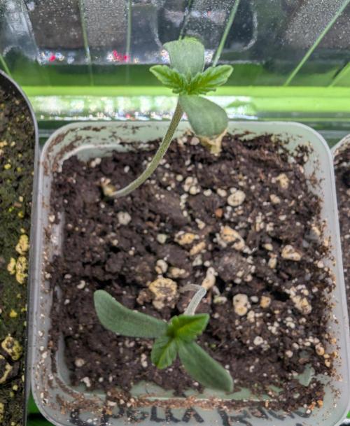double cherry. Week 0 - 02/20