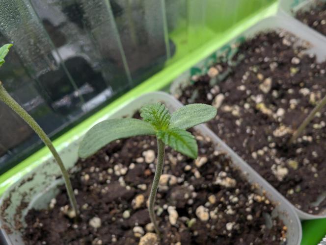 double cherry. Week 0 - 02/21