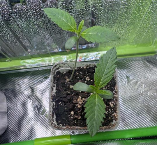 double cherry. Week 0 - 02/26