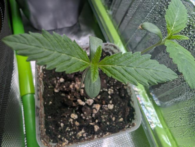 double cherry. Week 0 - 02/26