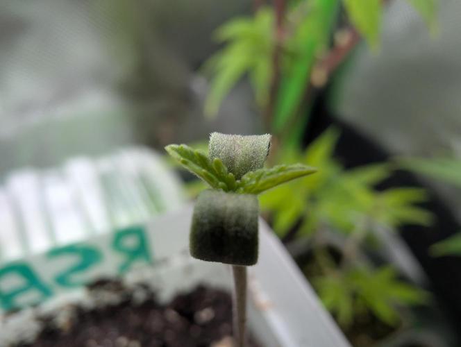Big Blackberry. Week 0 - 02/20