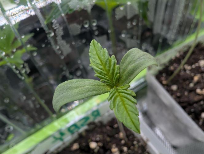 Big Blackberry. Week 0 - 02/22