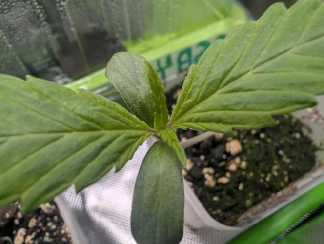 Big Blackberry. Week 0 - 02/26
