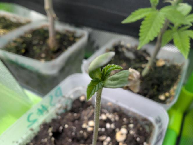 B B B. Week 0 - 02/21 Helped her get out of the seed
