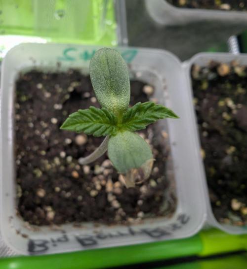 B B B. Week 0 - 02/22