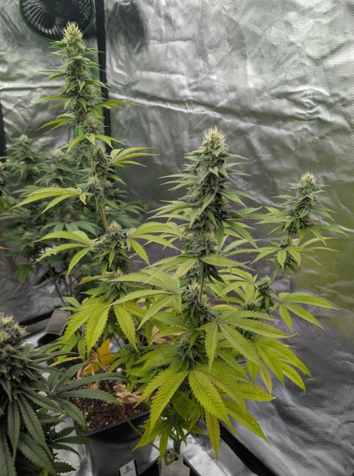 More Banana. Week 6