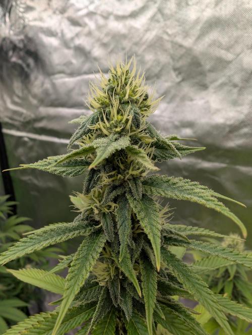 More Banana. Week 6