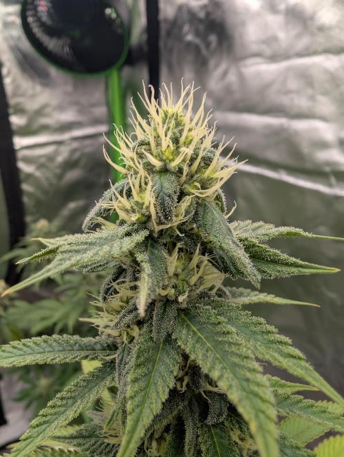More Banana. Week 6