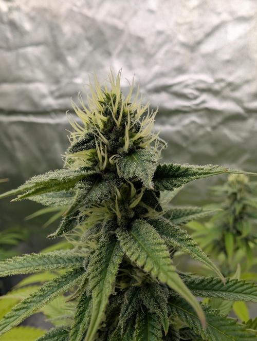 More Banana. Week 6