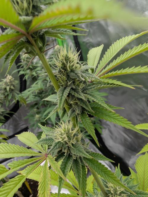 More Banana. Week 6