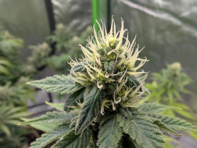 More Banana. Week 6