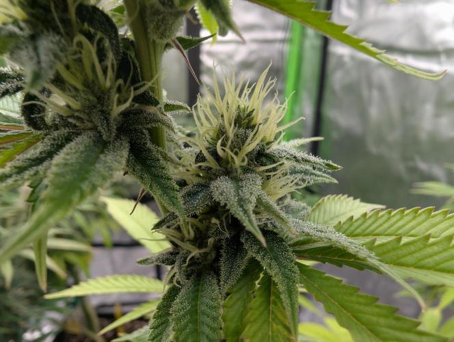 More Banana. Week 6