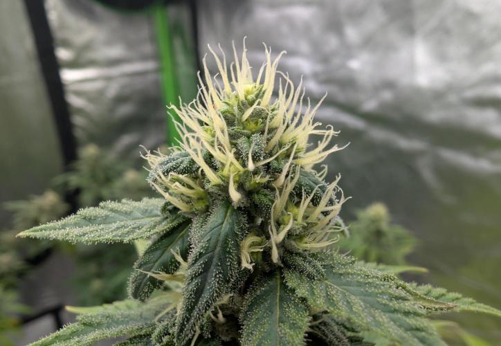 More Banana. Week 6