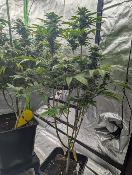 Papayaya. Week 6