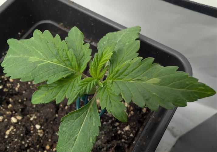 B B B. Week 1