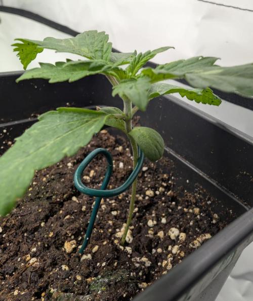 B B B. Week 1