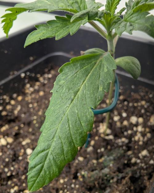 B B B. Week 1
