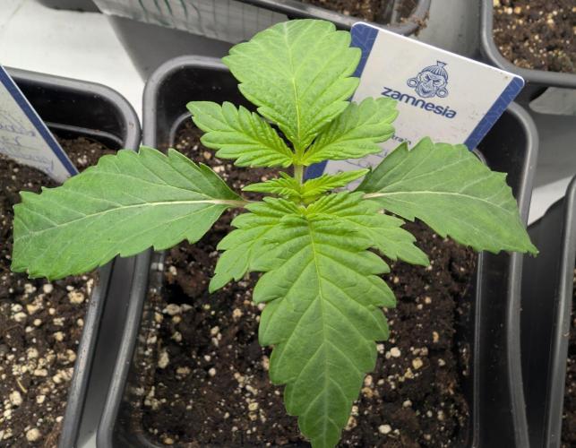 raisin. Week 1