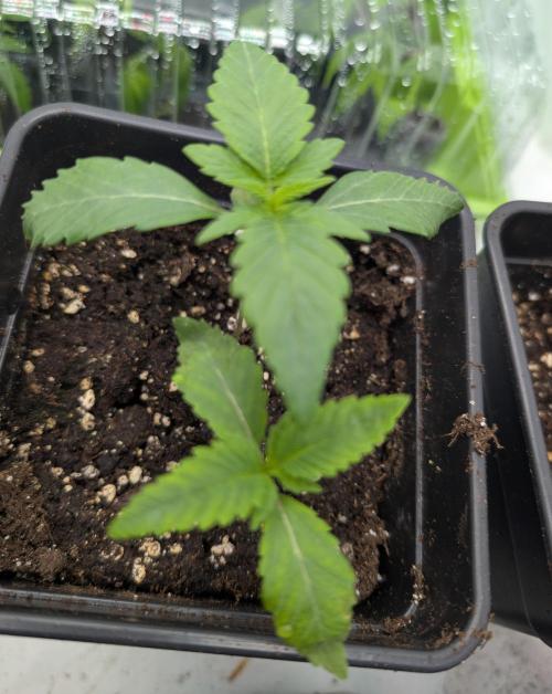 double cherry. Week 1