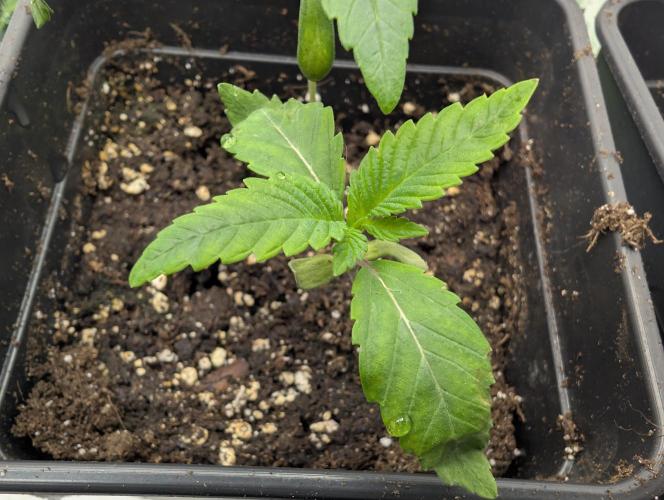 double cherry. Week 1