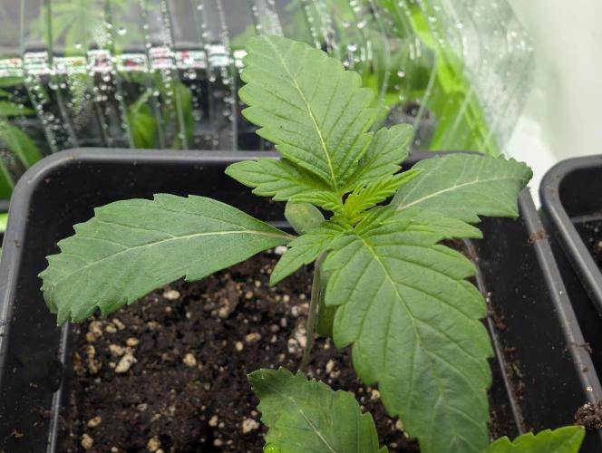 double cherry. Week 1