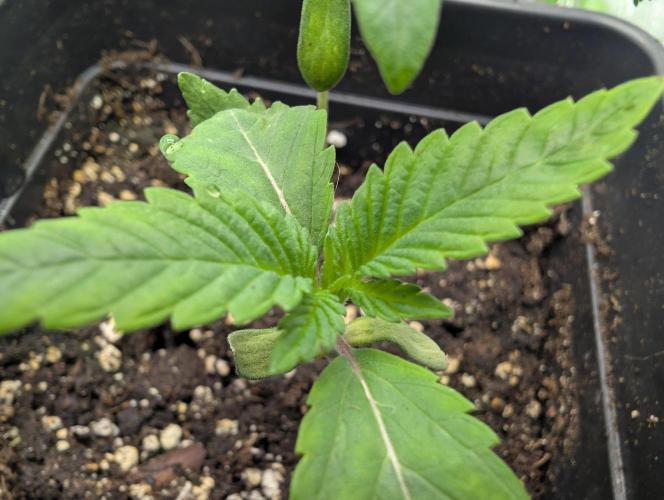 double cherry. Week 1