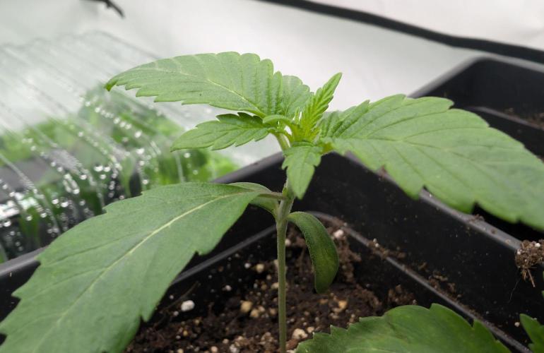 double cherry. Week 1