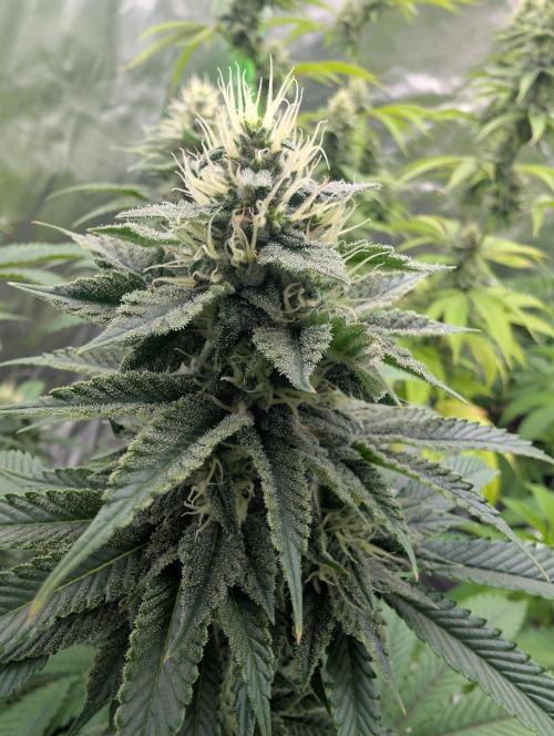 Papayaya. Week 7