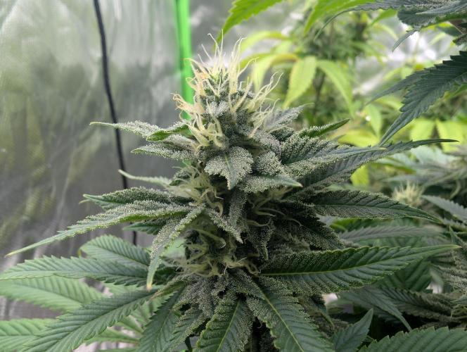 Papayaya. Week 7