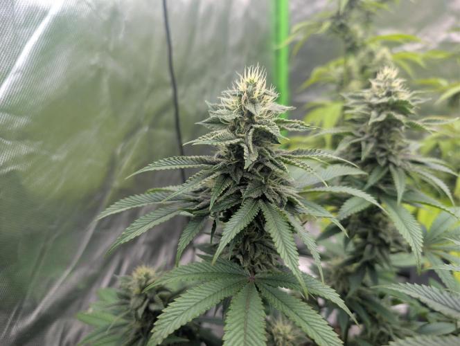 Papayaya. Week 7