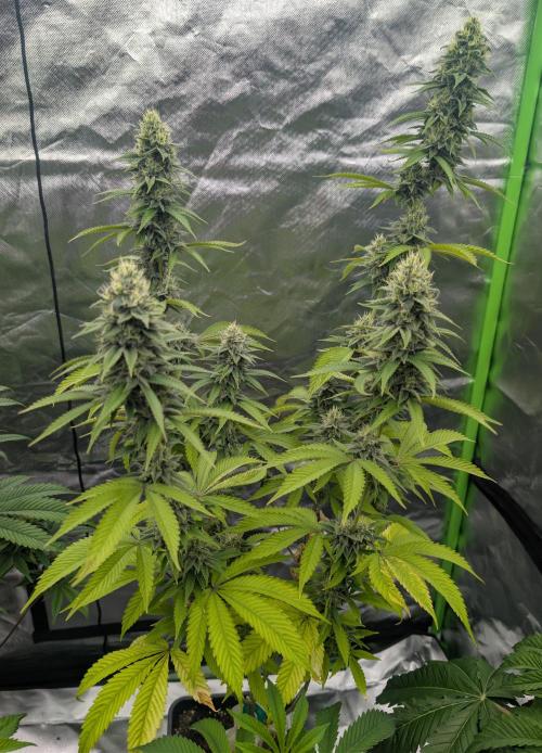 More Banana. Week 7
