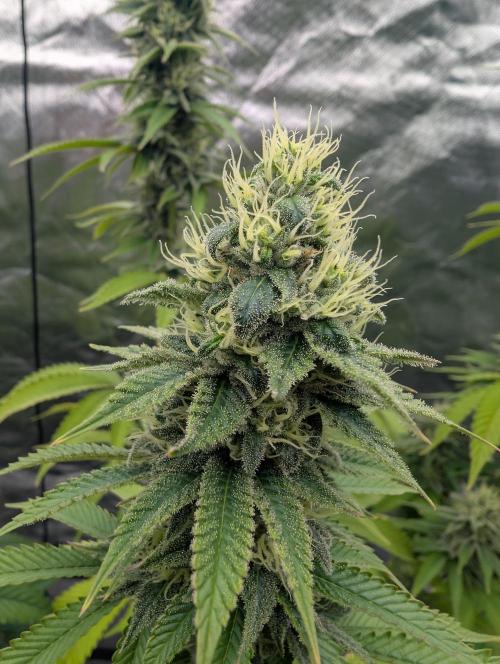 More Banana. Week 7