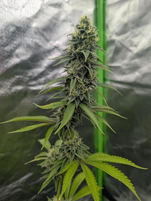 More Banana. Week 7