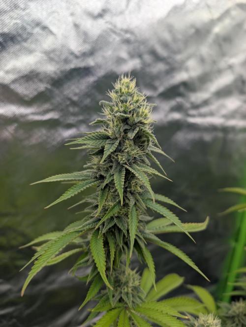 More Banana. Week 7