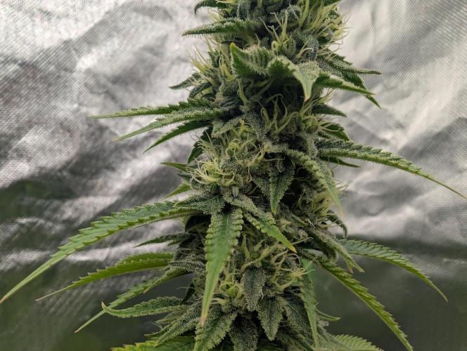 More Banana. Week 7