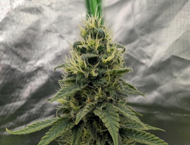 More Banana. Week 7