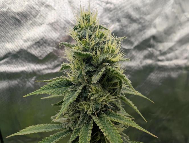 More Banana. Week 7