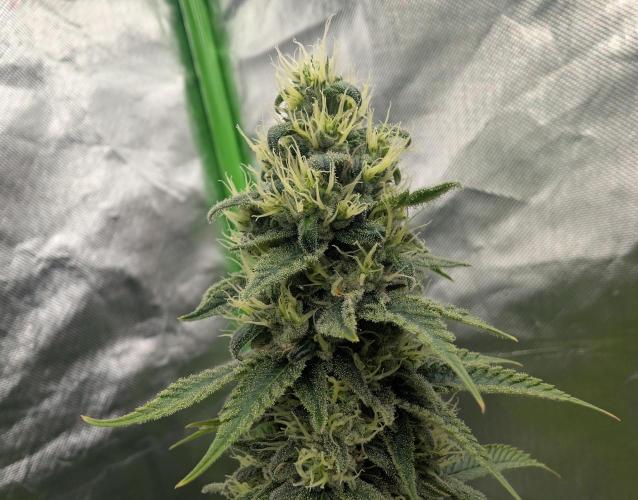 More Banana. Week 7