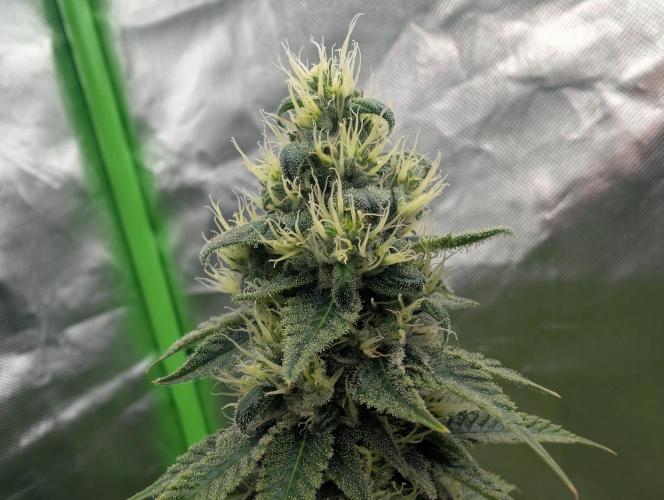 More Banana. Week 7