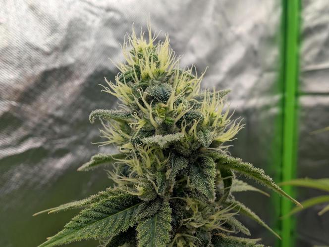 More Banana. Week 7