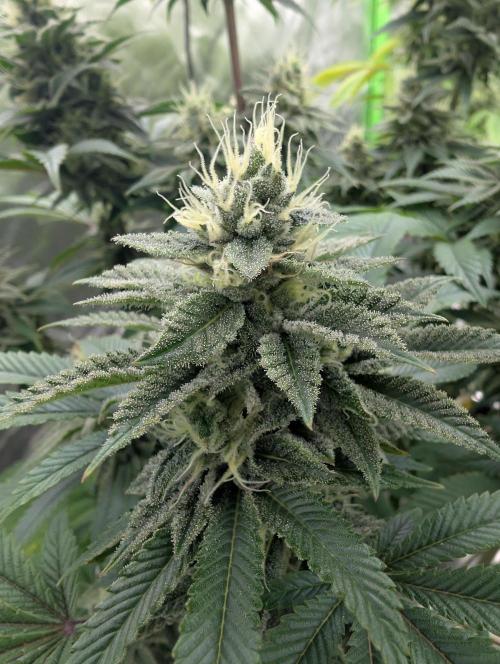 Papayaya. Week 8