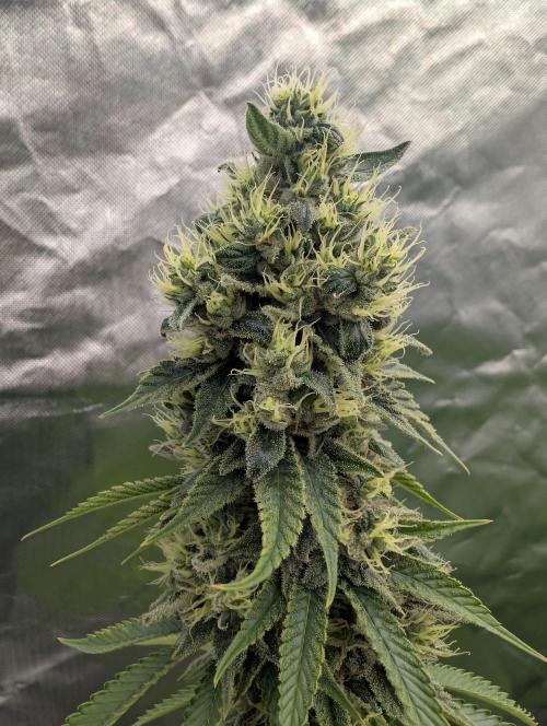 More Banana. Week 8