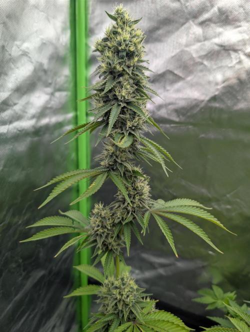 More Banana. Week 8