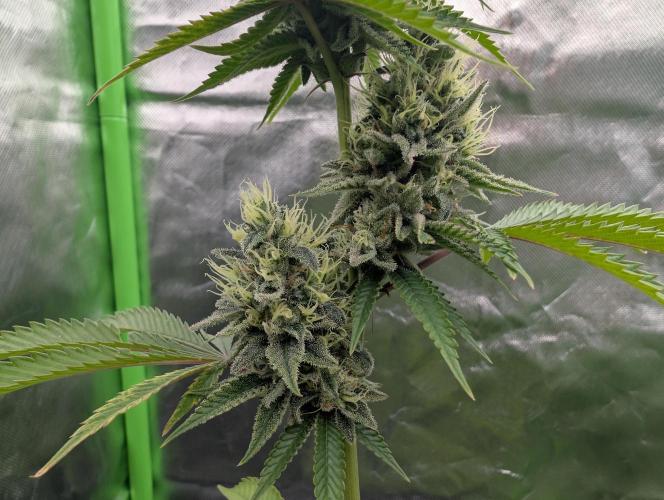 More Banana. Week 8