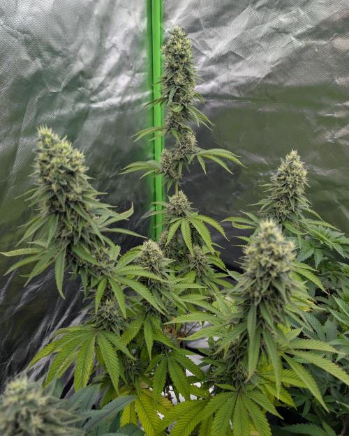 More Banana. Week 8