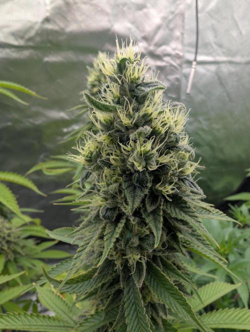 More Banana. Week 8